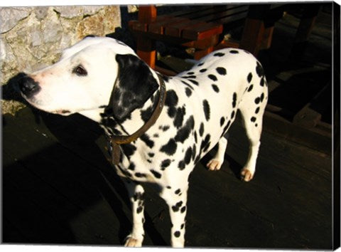 Dalmatian in Croatia