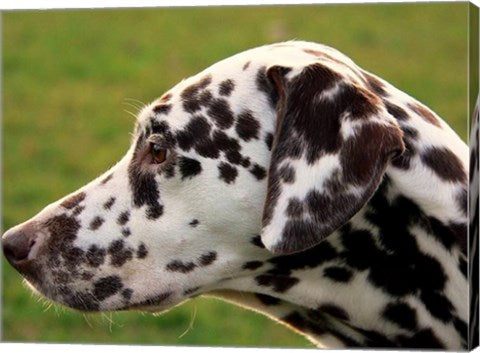 Dalmatian Profile