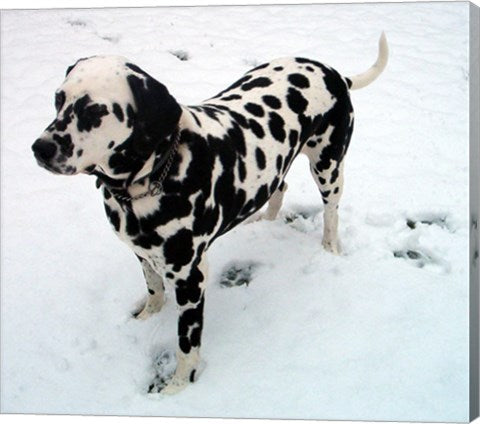 Dalmatian in Snow