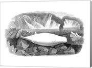 Delphinapterus Leucas