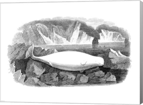 Delphinapterus Leucas