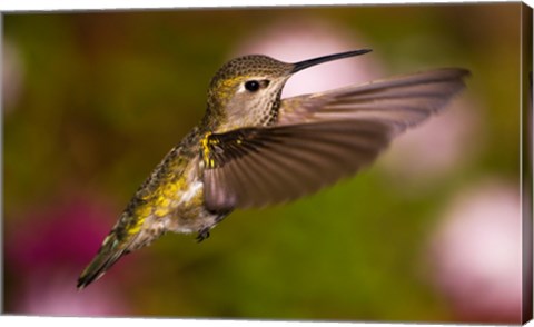 Fem Anna's Hummingbird