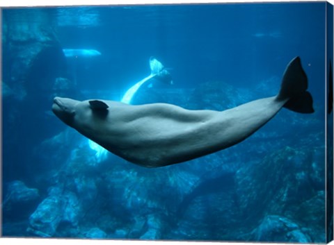 Beluga