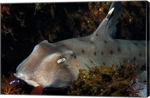 Heterodontus Francisci