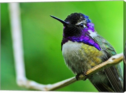 Hummingbird I