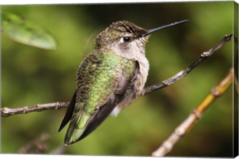 Hummingbird II
