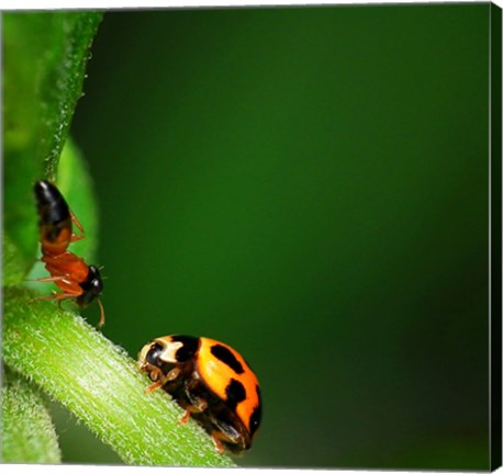 Ladybug and Friend