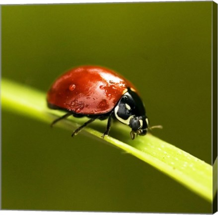 Ladybug On Blade Of Grass