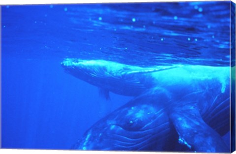 Humpback whale mother and calf