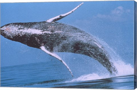 Humpback whale breaching