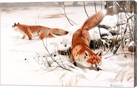 Common Foxes in the Snow