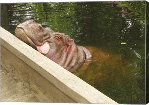 Hipopotam - Warszawskie Zoo