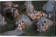 Hippo Pod