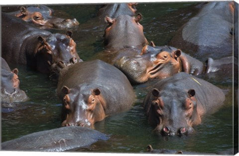 Hippo Pod