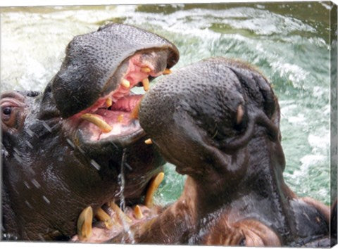 Hippopotamus at Barcelona Zoo