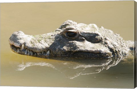 Caiman Displaying Fourth Tooth