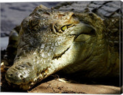 Crocodile