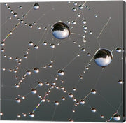 Dew on Spider Web
