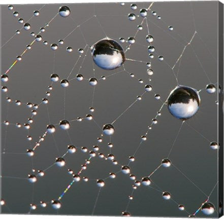 Dew on Spider Web