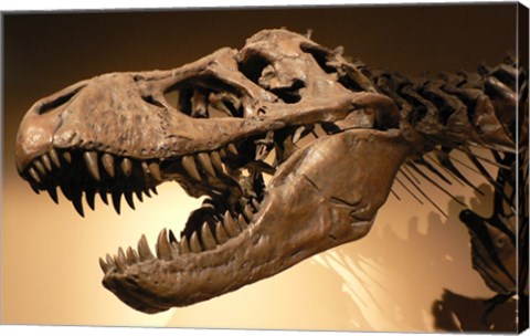 Palais de la Decouverte Tyrannosaurus Rex