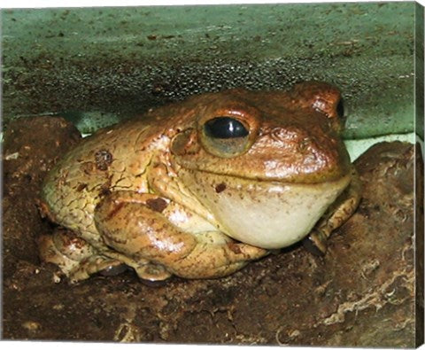 Cuban Tree Frog