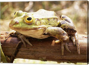 Frog on Bough
