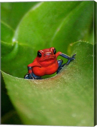 Poster Frog