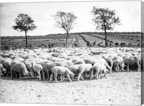 Cyclists passing a herd of sheep, Tour de France 1938
