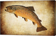 Brown Trout II