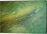 Madison River Brown Trout