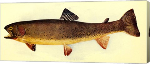 Yellowstone cutthroat trout