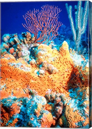 Elephant-ear-sponge and sea fan