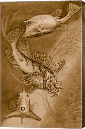 Cow trunk fish, orange sea raven, common trunk fish