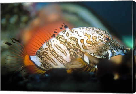 Grunt Sculpin