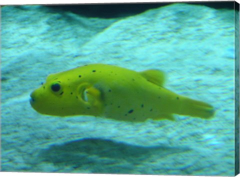 Puffer Fish