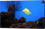 YellowTang fish