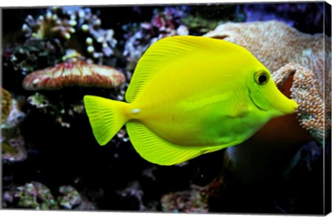 YellowTang