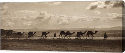 Egyptian Camel Transport