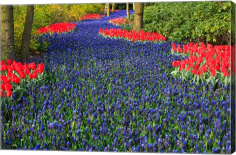 Blue Dutch Tulip Flowerbed