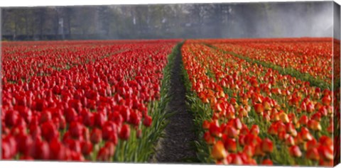 Dutch Tulip Field