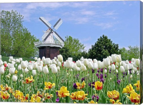 Dutch Tulip Field And Windmill