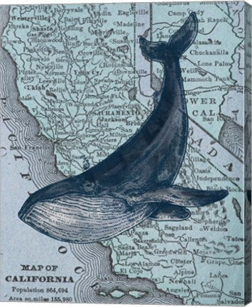 California's Grayback Whale by Color Me Happy