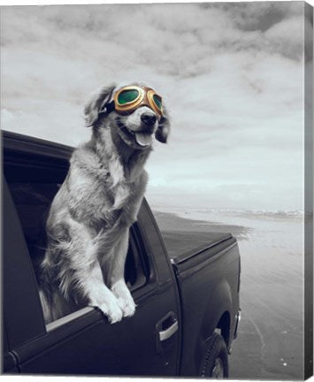 Pop of Color Cool Dog by Color Me Happy
