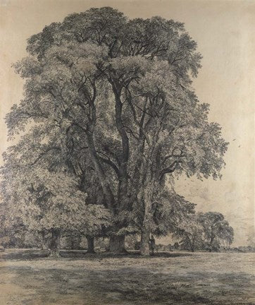 Elm trees in Old Hall Park by John Constable