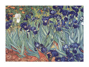 Irises, Saint-Remy, c.1889 by Vincent Van Gogh