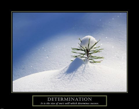 Determination - Little Pine