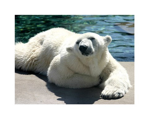 Polar Bear on the floor