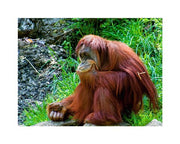 Orangutan - Giving it some thought