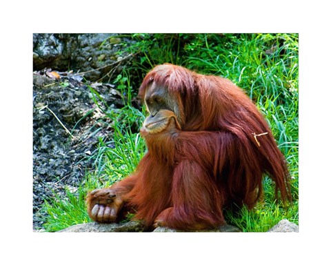 Orangutan - Giving it some thought