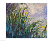 The Yellow Iris by Claude Monet